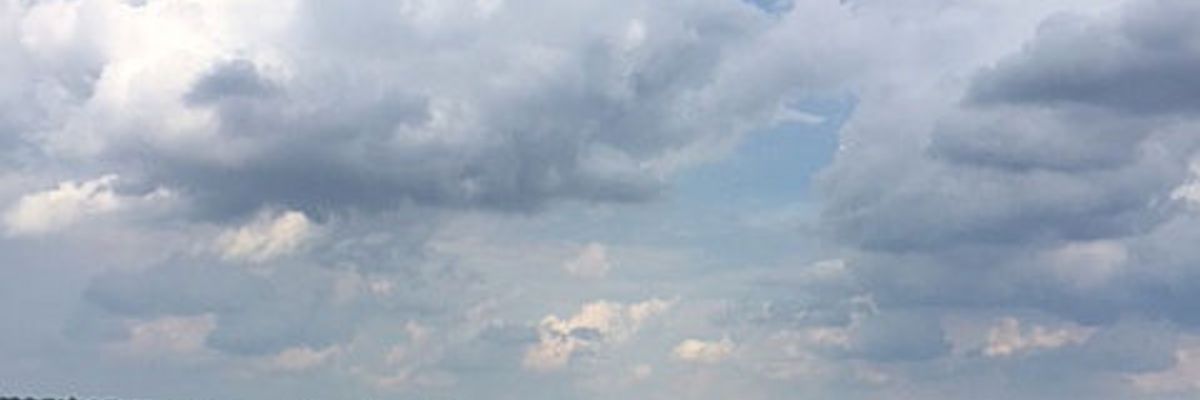 Ein grünes Maisfeld unter blauem Himmel mit weißen Wolken.